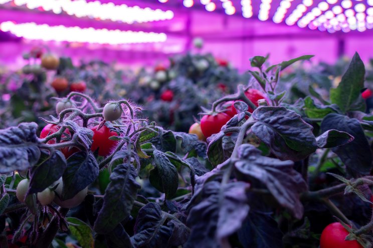 Can you grow tomatoes with vertical farming?