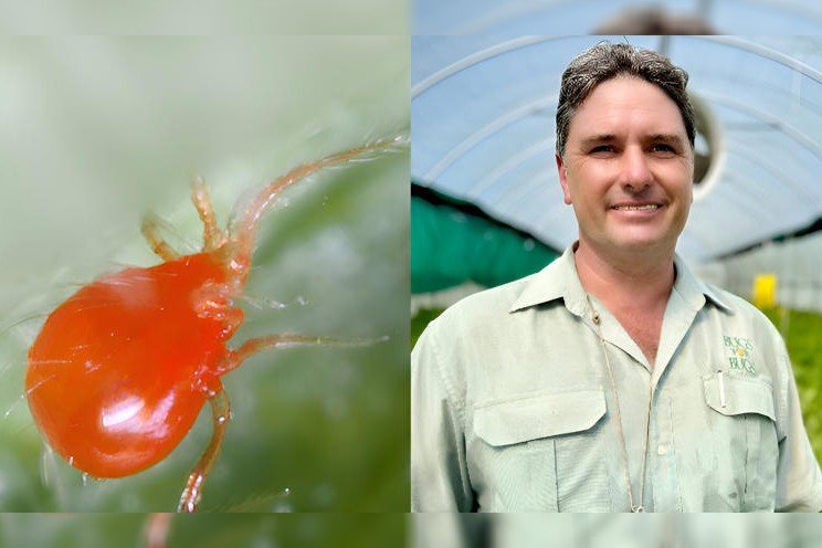 Strawberry farmers using billions of predatory mites to toxic insecticides