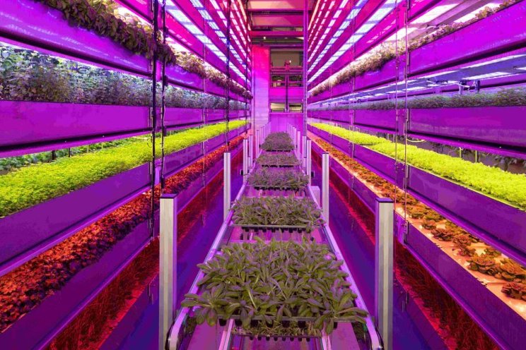 Iraqi government discusses vertical farming with Vertical Future
