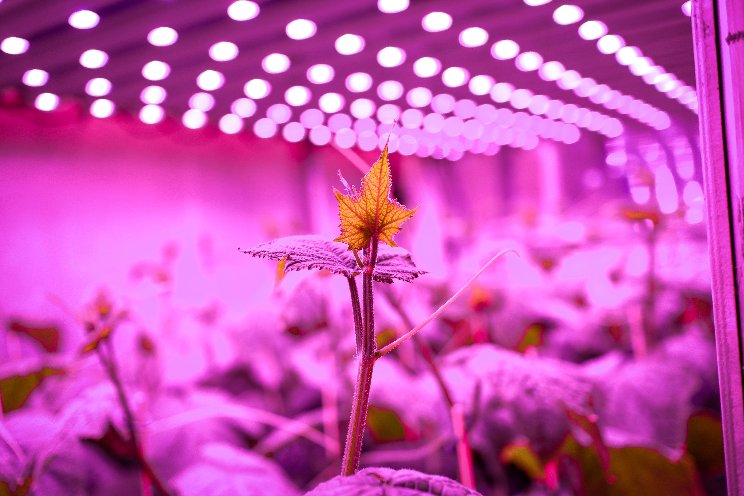 Signify foresees a bright future for vertical farming