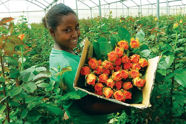 UK suspends Global Tariff for flower exports