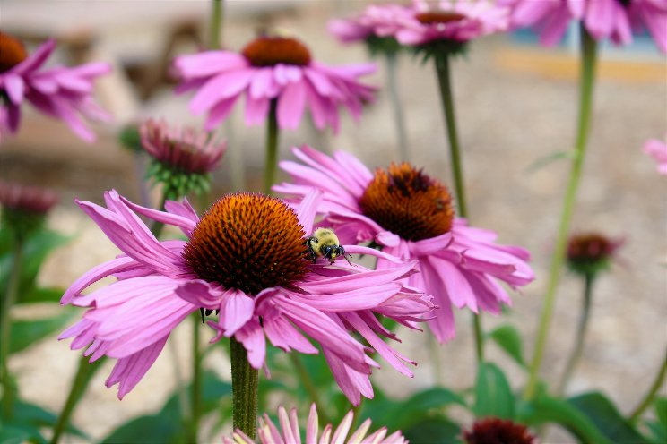 Meet Georgia's Pollinator Plants of the Year