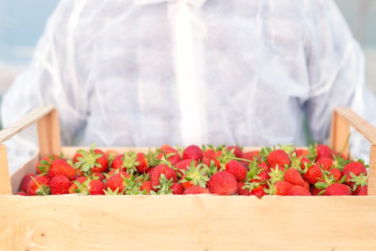 Trends in the soilless substrate production of strawberries
