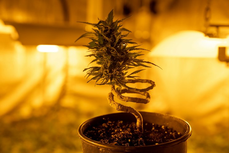 Lighting scheme could eliminate a costly phase of cannabis growing