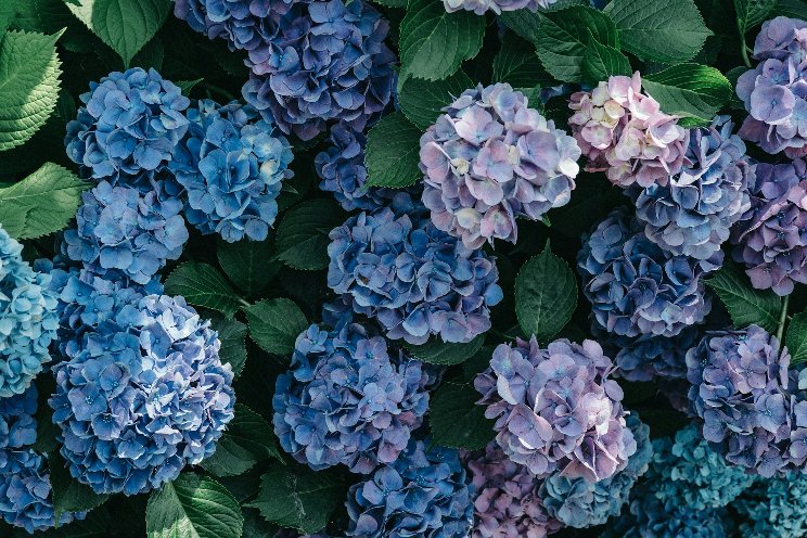 This hydrangea from Green Fuse Botanicals is a gamechanger