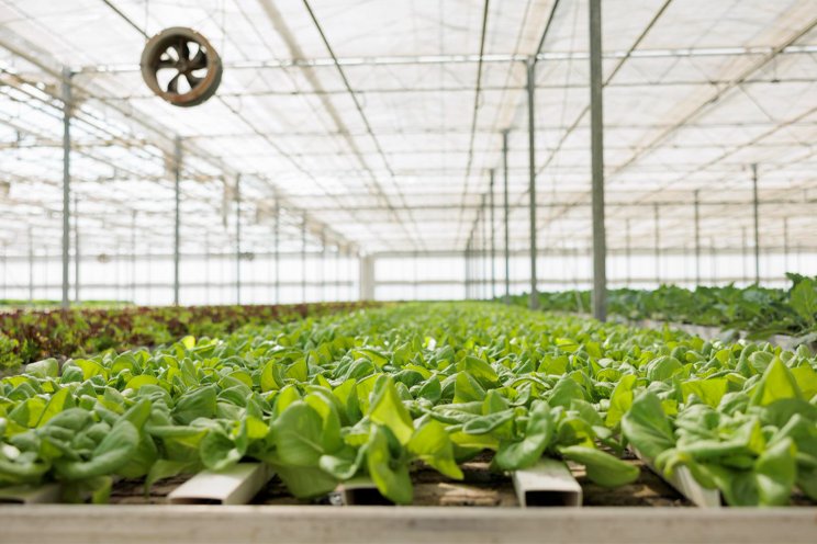 Researchers look at challenges and solutions for indoor farming