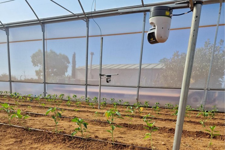 Improving water use efficiency in pepper cultivation