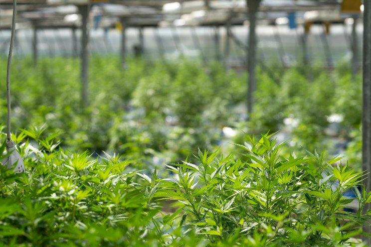 Staying secure and compliant in the cannabis industry