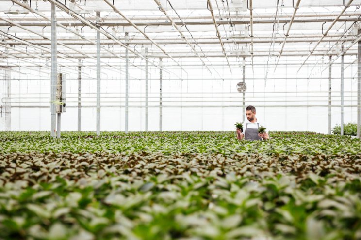 European greenhouse growers flow into the U.S.