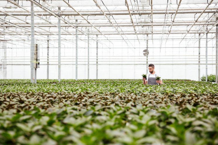 European greenhouse growers flow into the U.S. European greenhouse growers flow into the U.S.