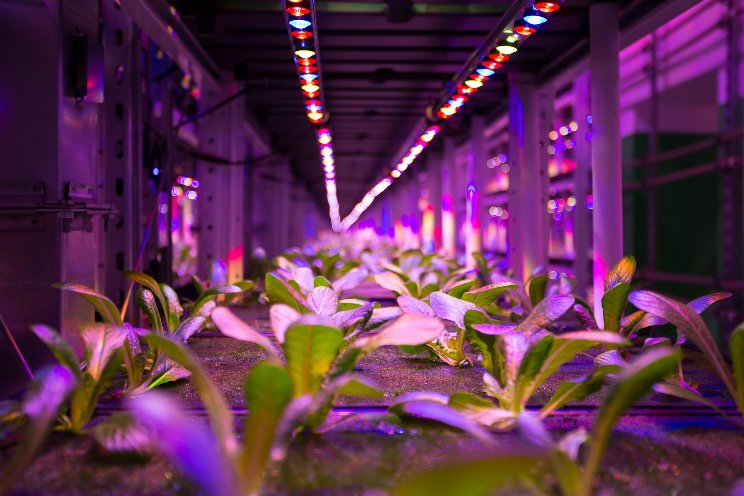 Vertical farms key to future food security in the UK
