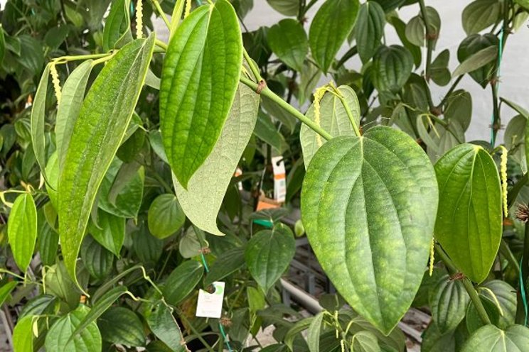 Fresh black pepper offers opportunities