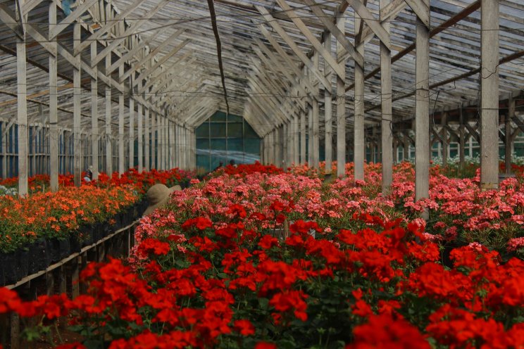 The perceptions of sustainable practices in floriculture