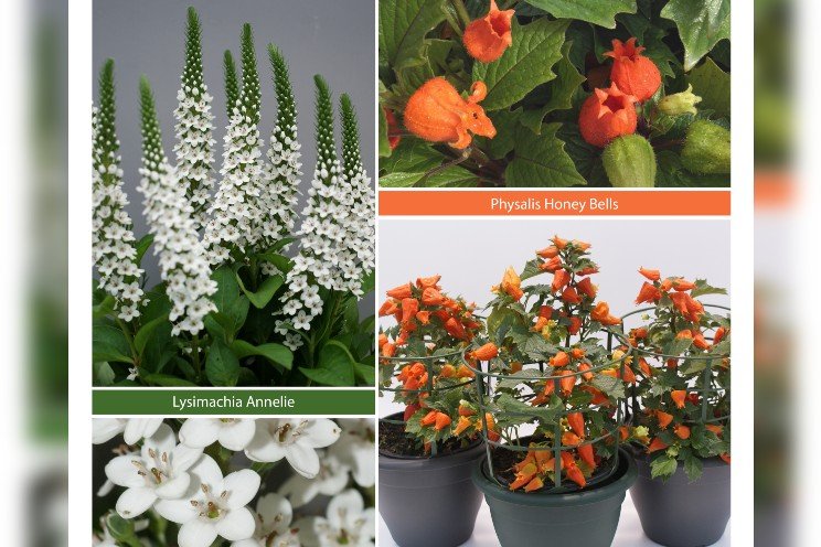 Breeder Agriom acquires genetics from Verheijenplants Breeder Agriom acquires genetics from Verheijenplants