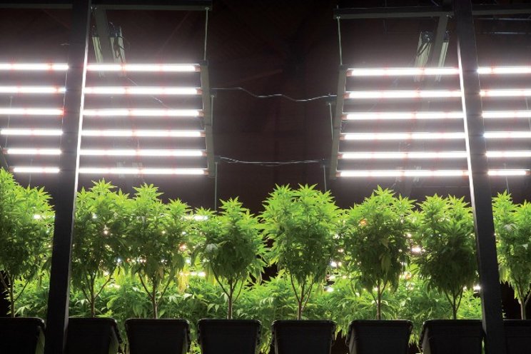 Tips for greenhouse and field cultivation Tips for greenhouse and field cultivation