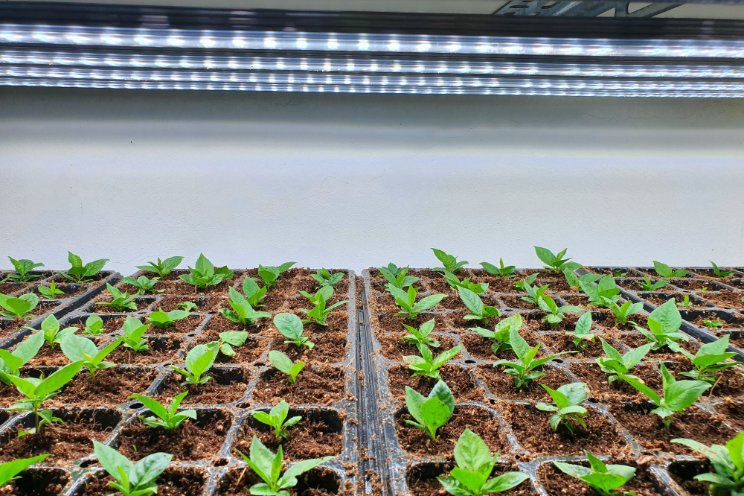 The VF future: Innovations shaping sustainable agriculture - Hortimedia