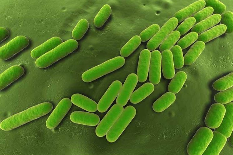 New microbial inoculant delivers tangible benefits New microbial inoculant delivers tangible benefits