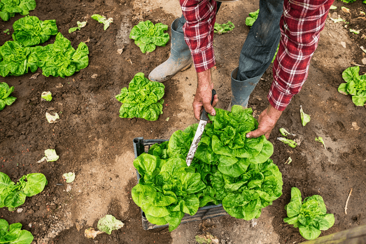 Analyzing the carbon footprint of field cultivation