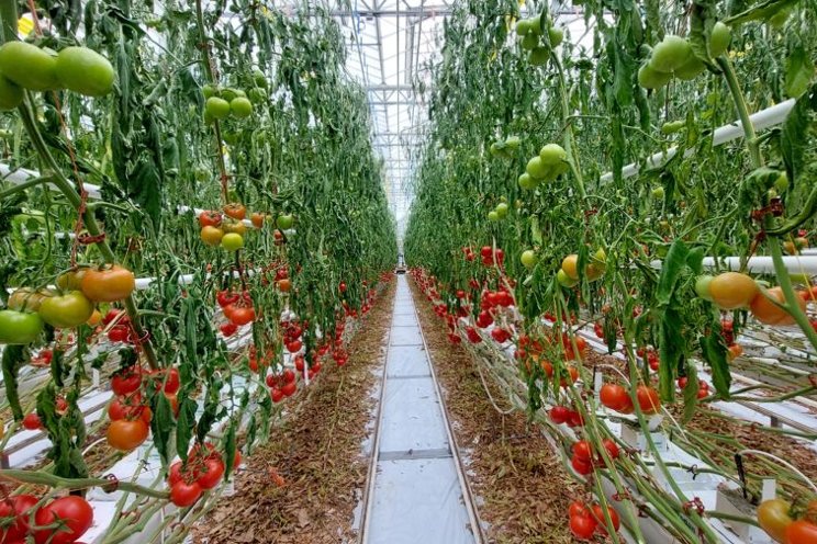 Equipment management to prevent virus transmission in greenhouses