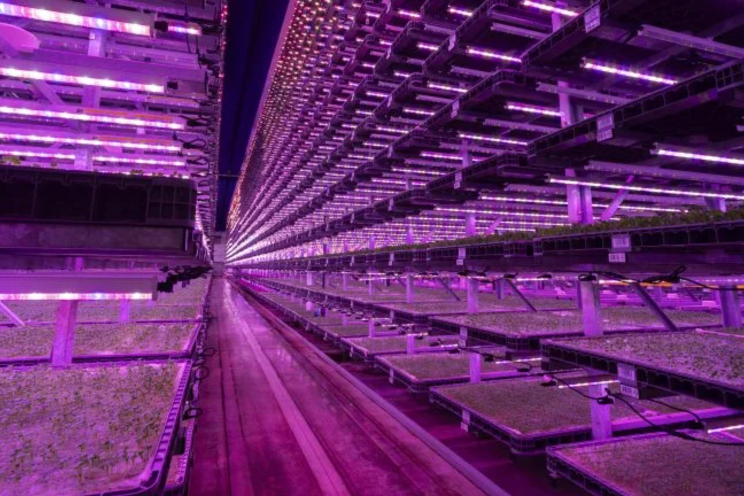 'The vertical-farming movement in the UK is resilient'