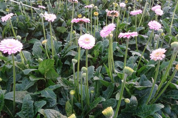 Clarity about Plant load, Assimilate and Plant balance Clarity about Plant load, Assimilate and Plant balance
