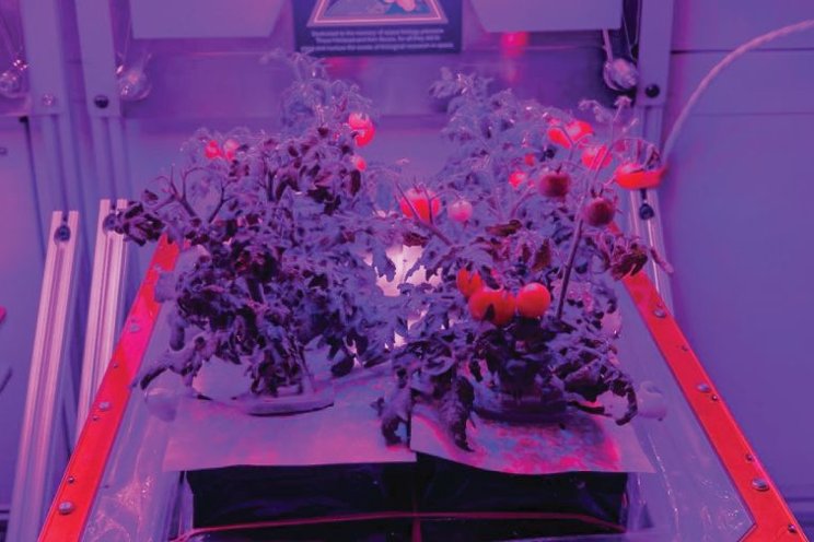 NASA exploring tomato production on the ISS
