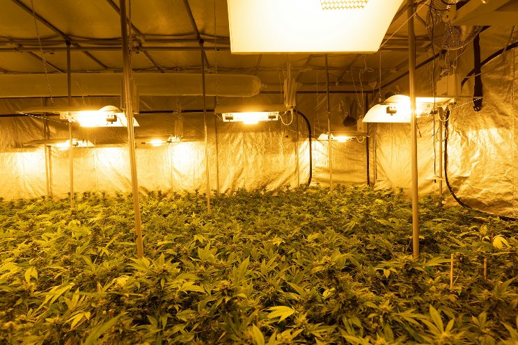 5 strategies to reach financial success in the cannabis industry 5 strategies to reach financial success in the cannabis industry
