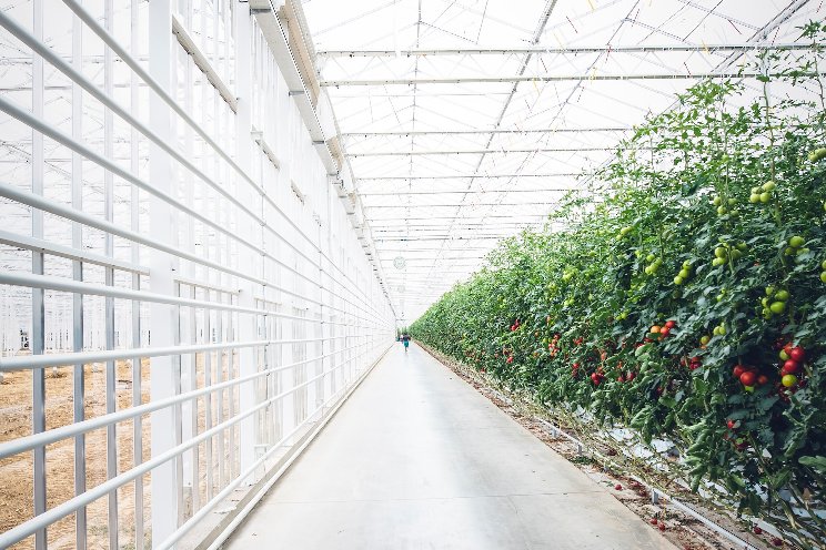 6 common greenhouse problems & solutions 6 common greenhouse problems & solutions