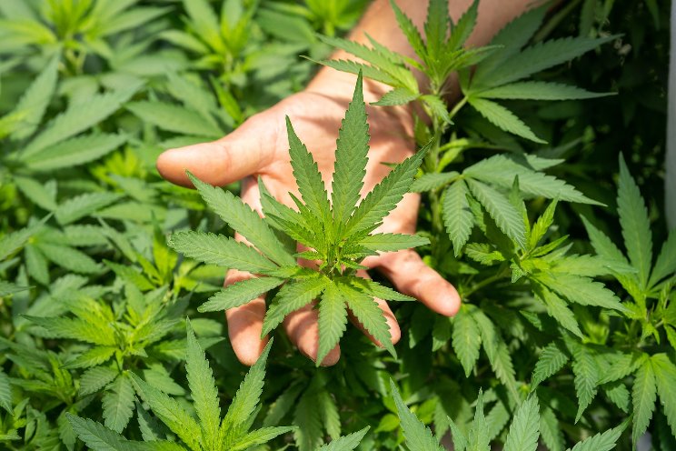 Busting 10 myths around medical cannabis in India
Busting 10 myths around medical cannabis in India