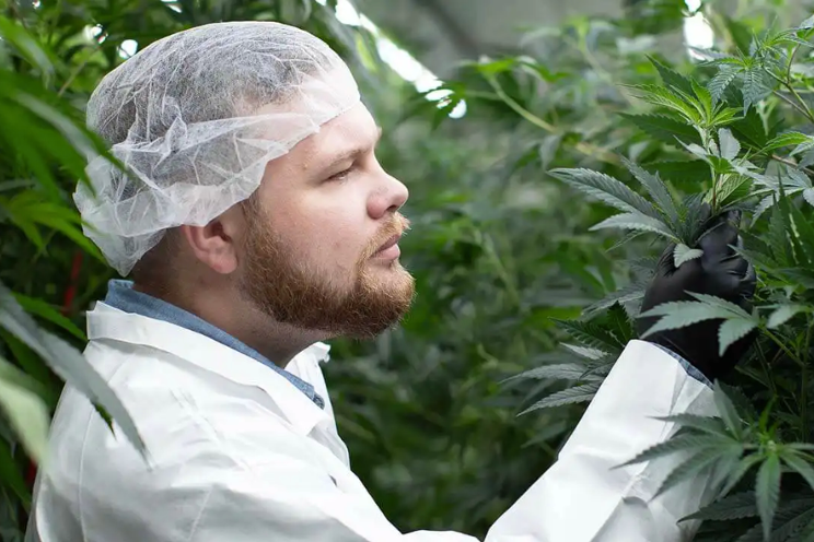 Indoor marijuana cultivators share pre-harvest tips