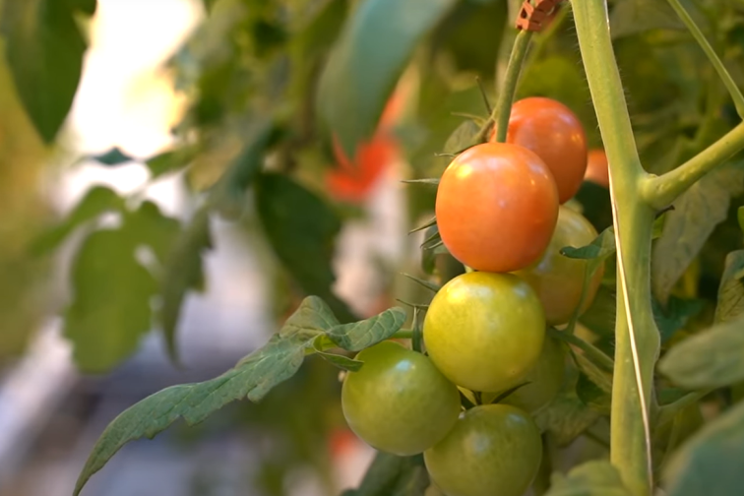 How tomato growing strategy affects taste