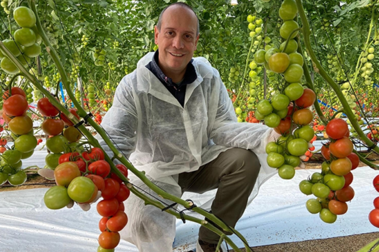 Rijk-Zwaan's ToBRFV-resistant tomato varieties exceed expectations