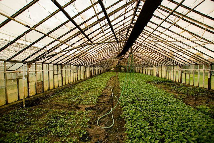 How to stop the spread of algae and moss inside greenhouses How to stop the spread of algae and moss inside greenhouses