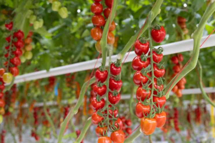 Strategic emphasis on crop science innovation Strategic emphasis on crop science innovation