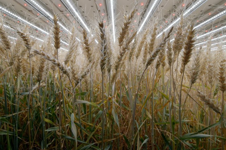 Grain farming goes vertical