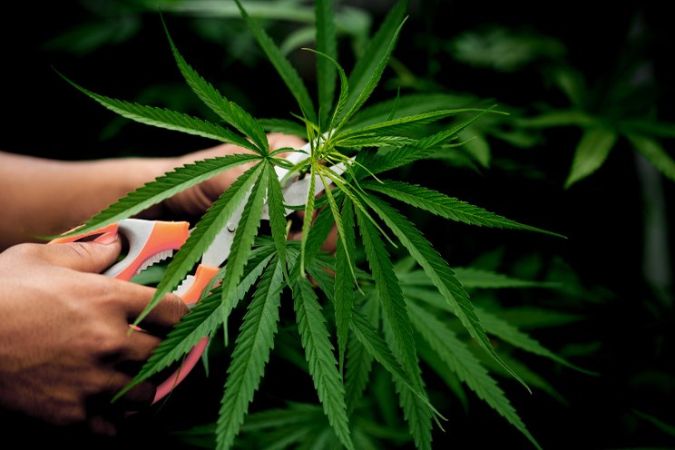 California cannabis farmers call 2024 'best harvest season' California cannabis farmers call 2024 'best harvest season'