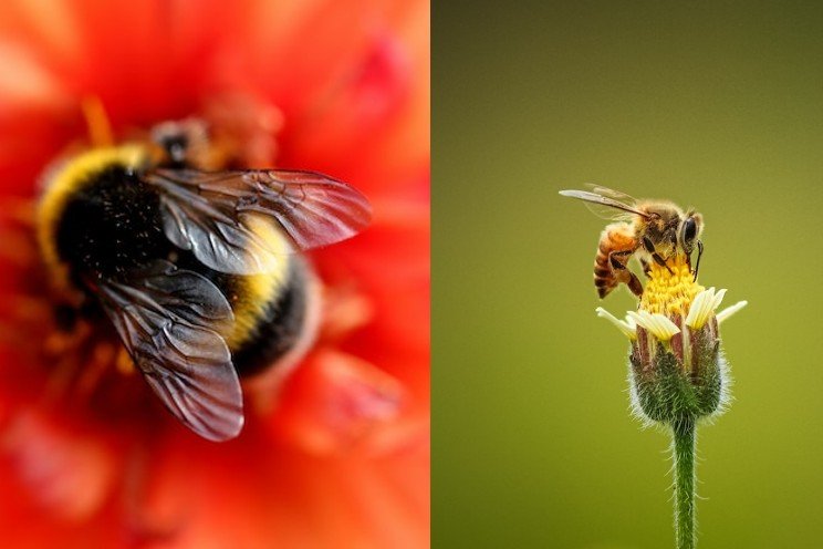 Difference between bumble bees and honey bees