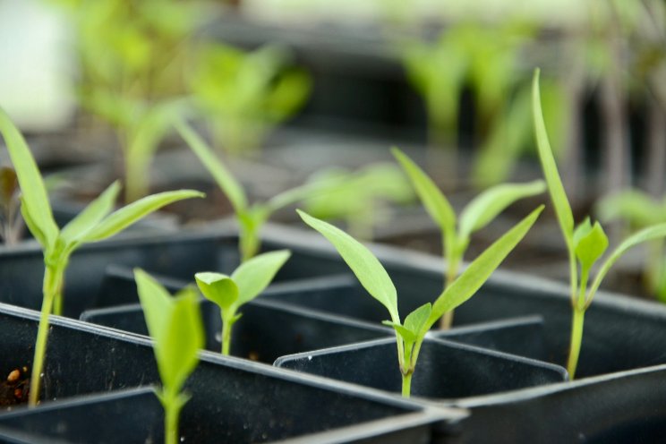 The 'Baby Teeth' of plant development: Cotyledon leaves The 'Baby Teeth' of plant development: Cotyledon leaves