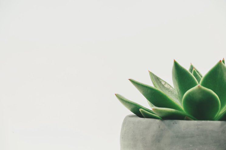 Tips on nutrient monitoring in succulents Tips on nutrient monitoring in succulents