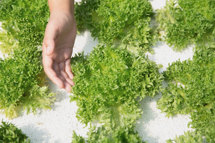 The refugee camp using solar power and ‘hydroponics’ to grow The refugee camp using solar power and ‘hydroponics’ to grow