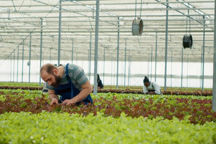 The importance of grow light colour and consistency The importance of grow light colour and consistency