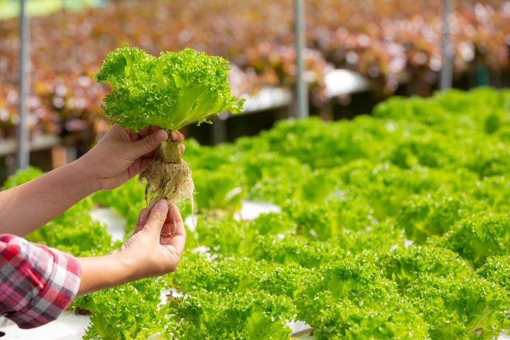 High-tech lettuce farm debuts in east Pasco