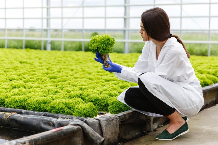 Hydroponics can ensure food security amid climate change