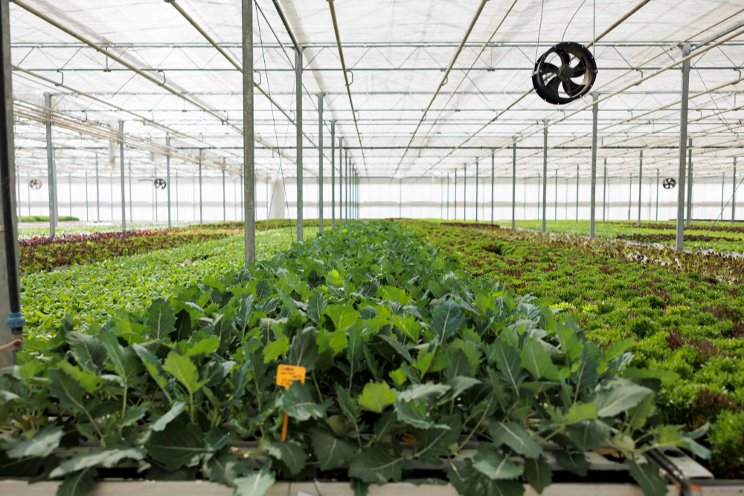 How-to reduce indoor farm operating costs How-to reduce indoor farm operating costs