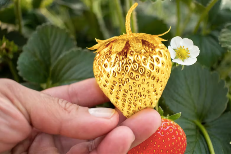 Bye bye to strawberries as a seasonal fruit