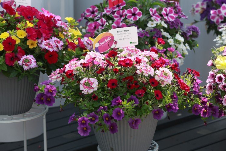 Best in blooms: Visitor's top picks from Danziger’s 2025 CAST event Best in blooms: Visitor's top picks from Danziger’s 2025 CAST event