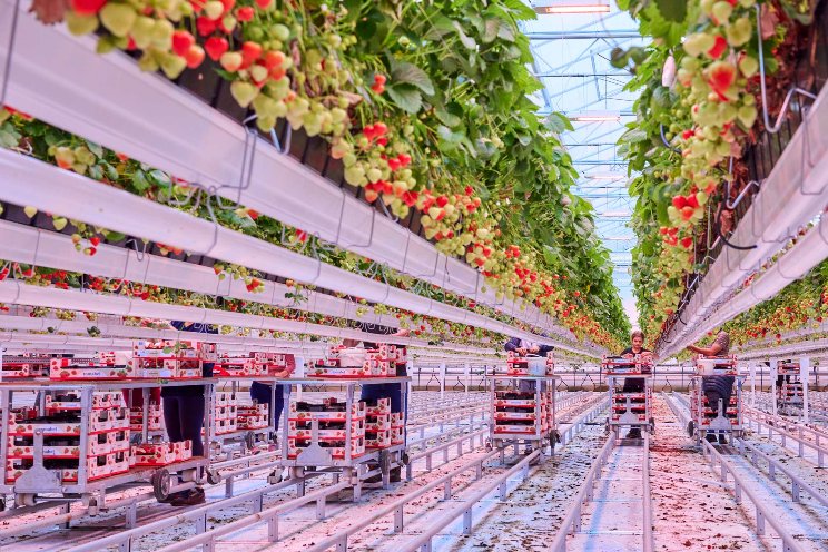 Strawberries and the effect of far-red in June bearers Strawberries and the effect of far-red in June bearers