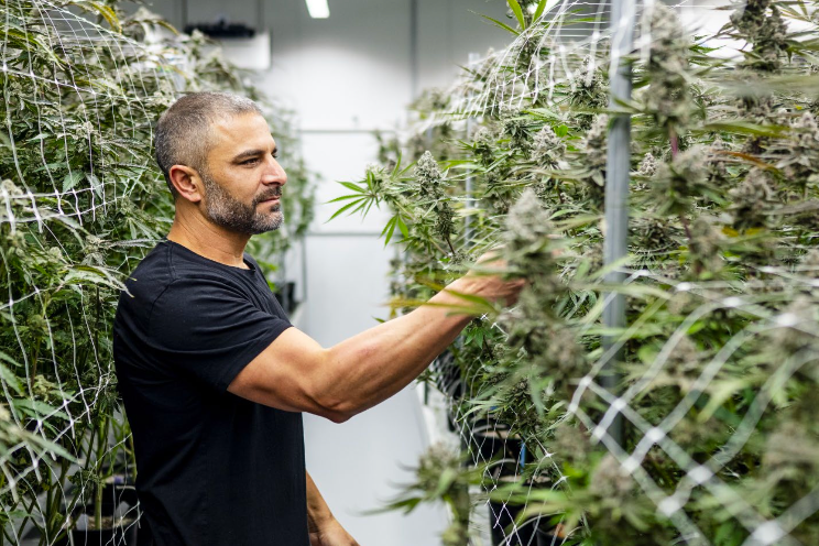 Bringing cultivation dreams to life in a Cotati California Grow Bringing cultivation dreams to life in a Cotati California Grow