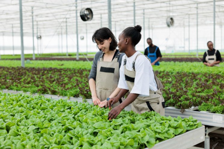 Soilless systems can revolutionize farming amid climate crisis Soilless systems can revolutionize farming amid climate crisis
