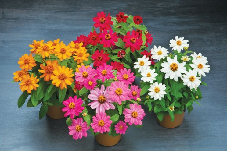 Allan Armitage on the myth of pollinator plants Allan Armitage on the myth of pollinator plants